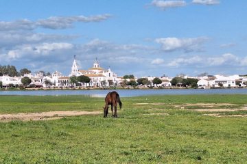 A horse is eating grass in a field facing the city of Sevilla, visible in the background.