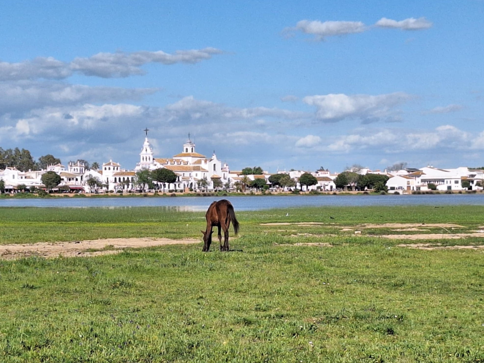 A horse is eating grass in a field facing the city of Sevilla, visible in the background.