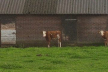 Three cows in front of a stable.