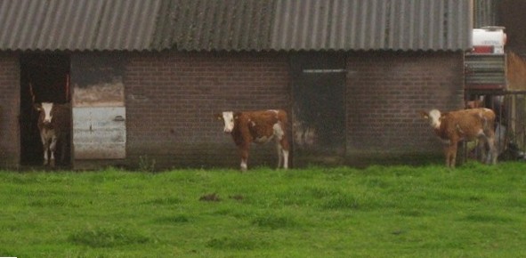Three cows in front of a stable.
